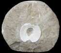 Shark Vertebra Fossil - Eocene #38458-1